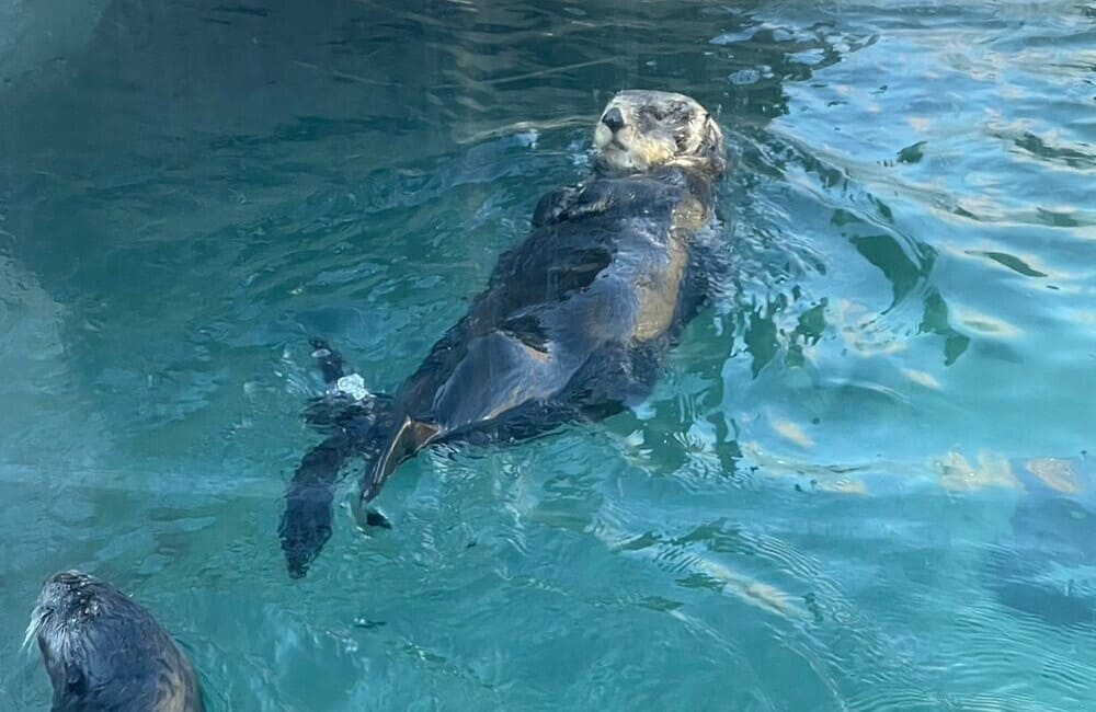 ラッコを見て癒されよう（バンクーバー水族館）