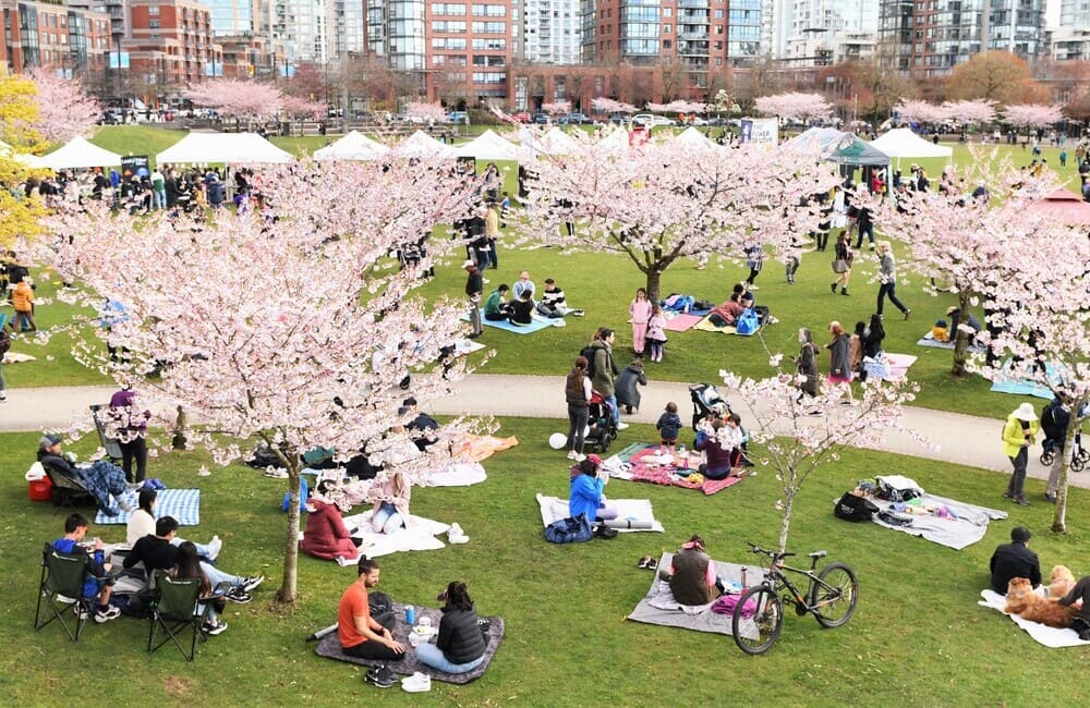 Vancouver Cherry Blossom Festival 