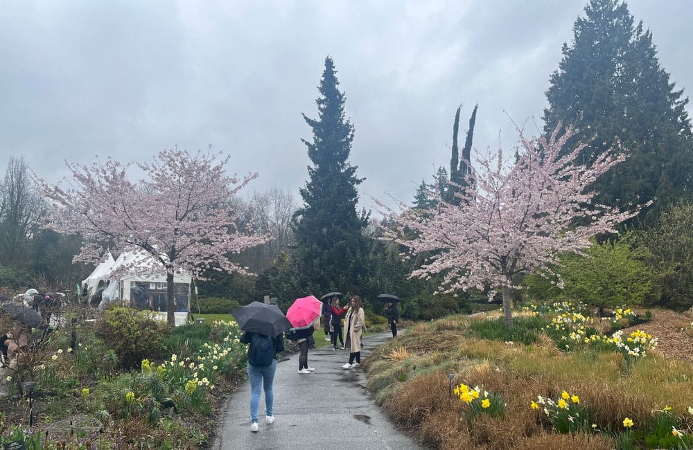 lots of cherry blossoms at sakura days japan fair