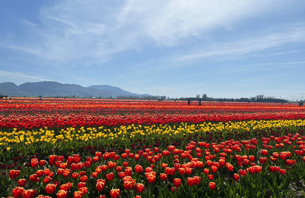 tulip festival in Abbotsford 