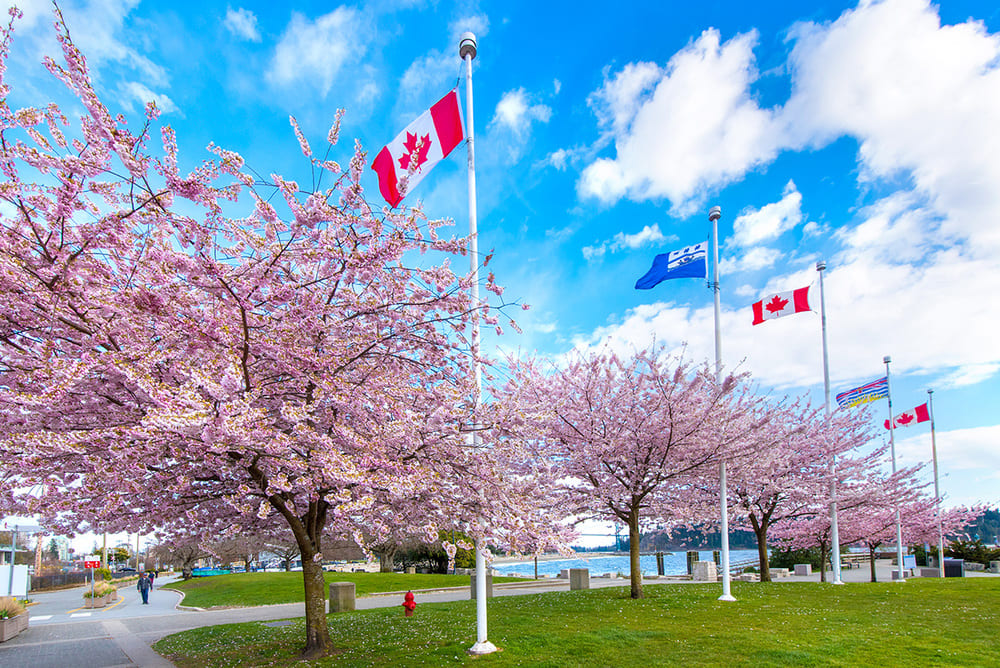アンブルサイドの桜、斉藤光一さん