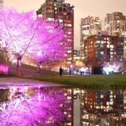 Vancouver Cherry Blossom Festival