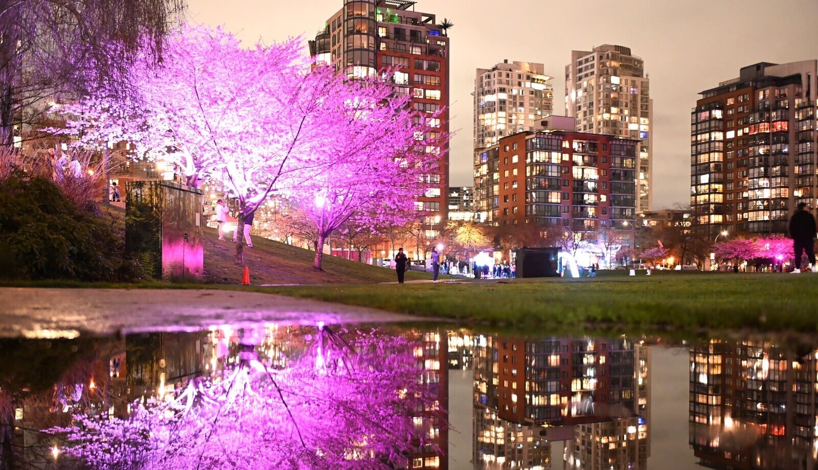 Blossoms-After-Dark-2.jpg