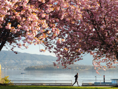 キツラノビーチの桜