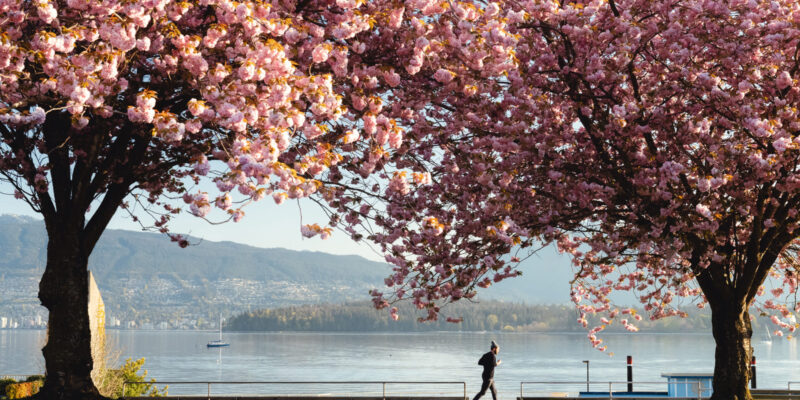 キツラノビーチの桜