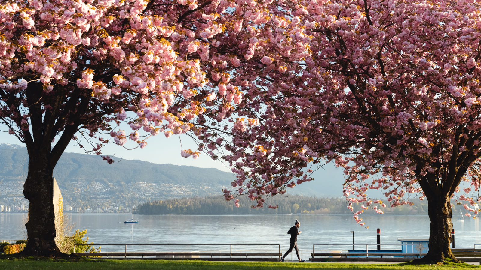 キツラノビーチの桜