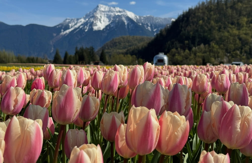ハリソン・チューリップ・フェスティバル