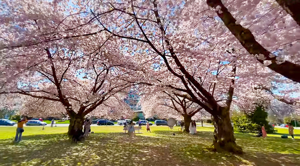クイーンエリザベス公園の桜、斉藤光一さん