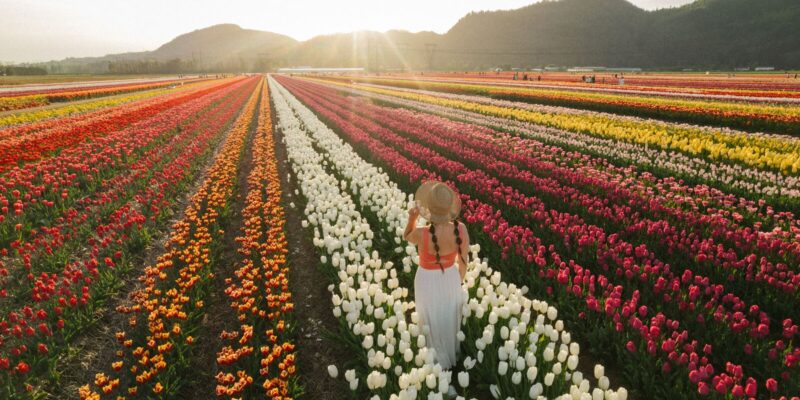 アボッツフォード・チューリップ・フェスティバル