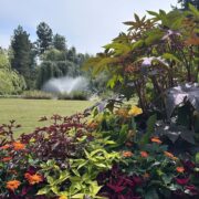 バンデューセン植物園夏の見どころ
