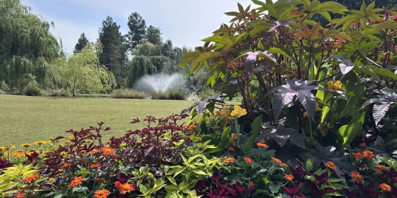 バンデューセン植物園夏の見どころ