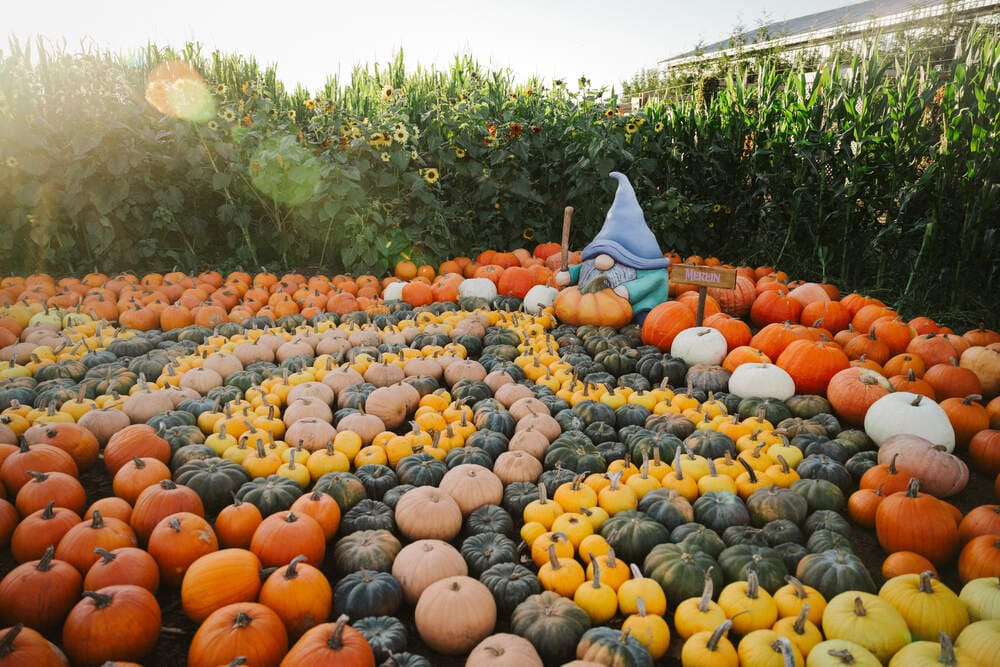 Taves farms
