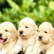 The Canine Library