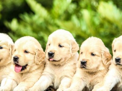 The Canine Library
