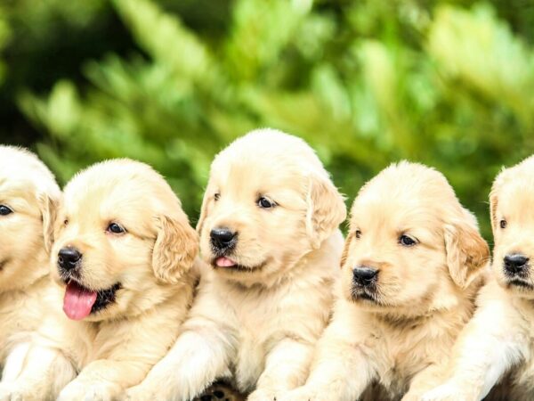 The Canine Library