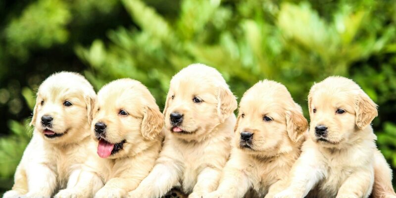 The Canine Library