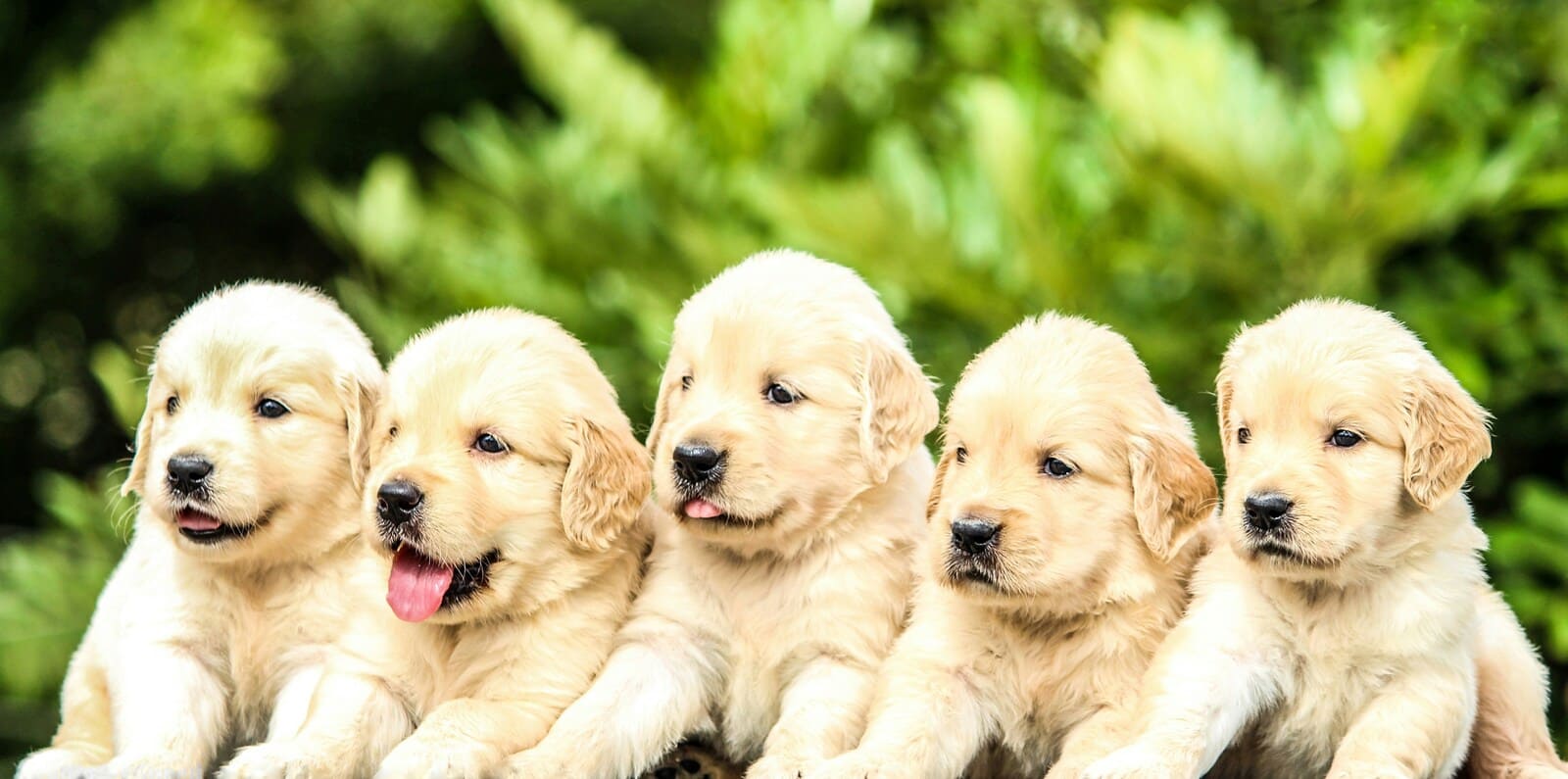 The Canine Library